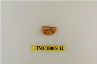 藏品(鋸額豆瓷蟹)的圖片